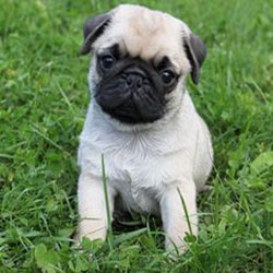 Do You Have A Cute Little Pug?